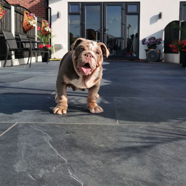 Picture of Mimica Slate Nero Porcelain Paving Slabs