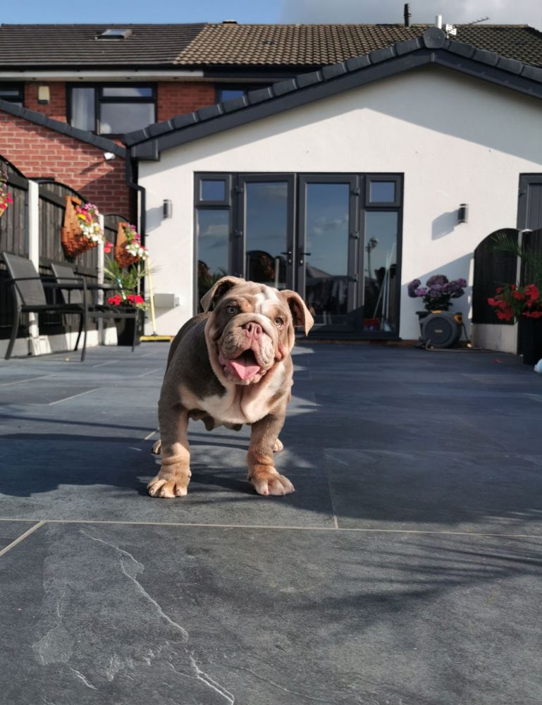 Picture for category MIMICA SLATE NERO PORCELAIN PAVING