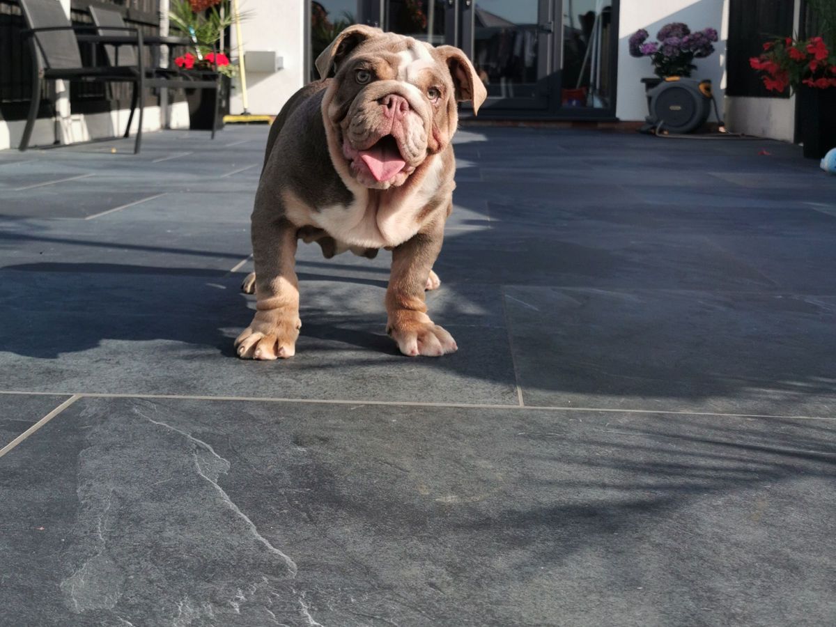 Picture for category MIMICA SLATE NERO PORCELAIN PAVING