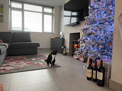 Picture for category PHASE SILVER CONCRETE-EFFECT PORCELAIN
