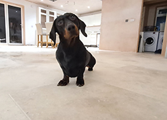 Picture for category AVALON TUMBLED LIMESTONE